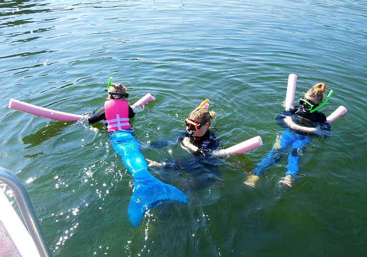 Crystal River Florida manatee enjoys a belly scratch.