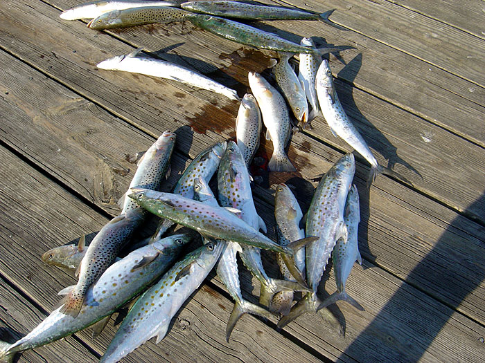 Spanish Mackerel and Sea Trout Are Abundant in Season