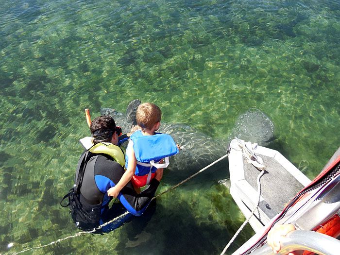 Your Entire Family Will Enjoy Swimming with the Manatees in Crystal River Florida