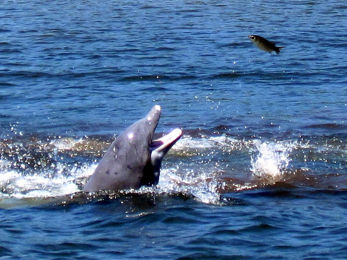 Dolphins Fishing for Dinner in Crystal River Florida