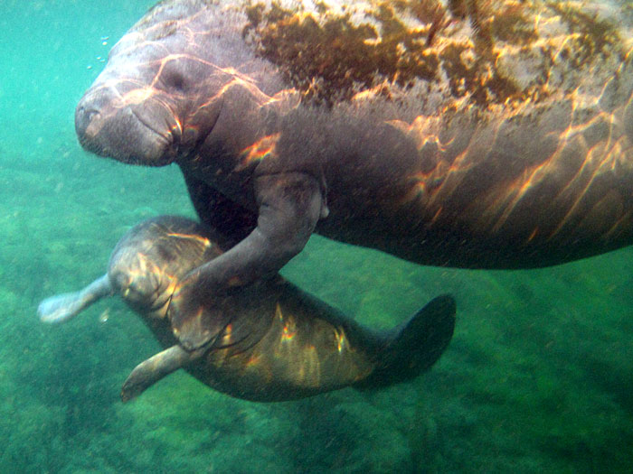 Mother Florida Manatee and Calf in Crystal River Florida
