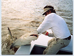 Crystal River Shark Fishing Charter