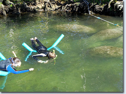 Crystal River Swim with Mantees Tour