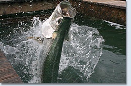 Crystal River Florida Tarpon